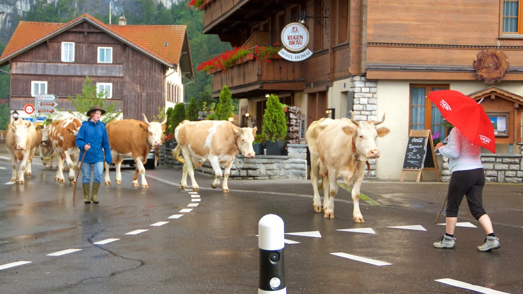 Wilderswil que inclui uma cidade pequena ou vila e animais terrestres assim como um homem sozinho