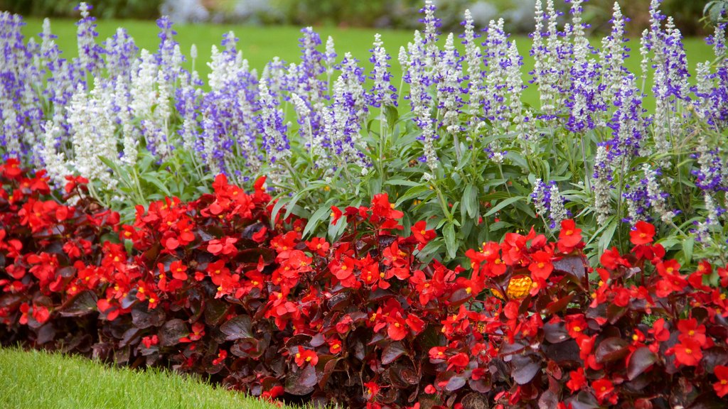 King\'s Lynn showing flowers