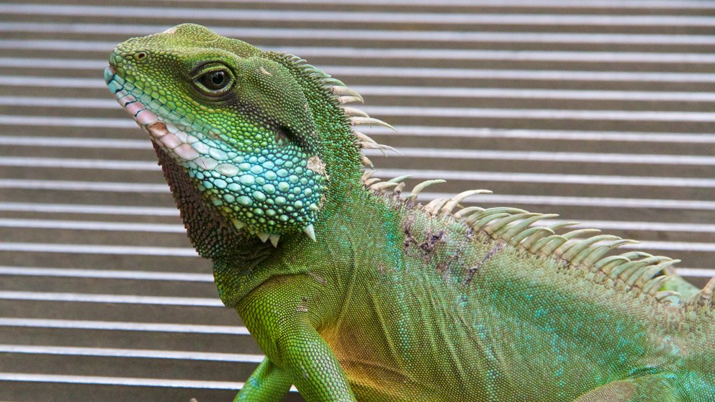 Real Jardín Botánico que incluye animales