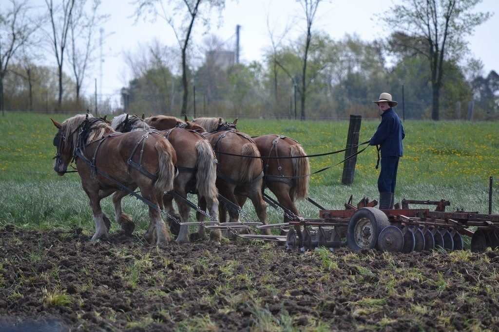 Amish bei der Landwirtschaft