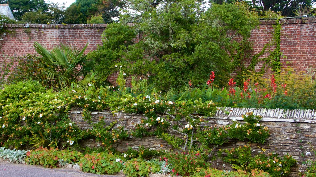 Trelissick Gardens showing a park and wildflowers