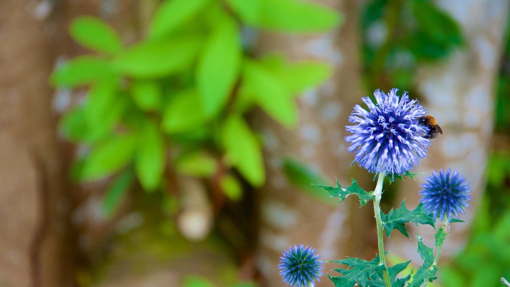 Truro bevat bloemen