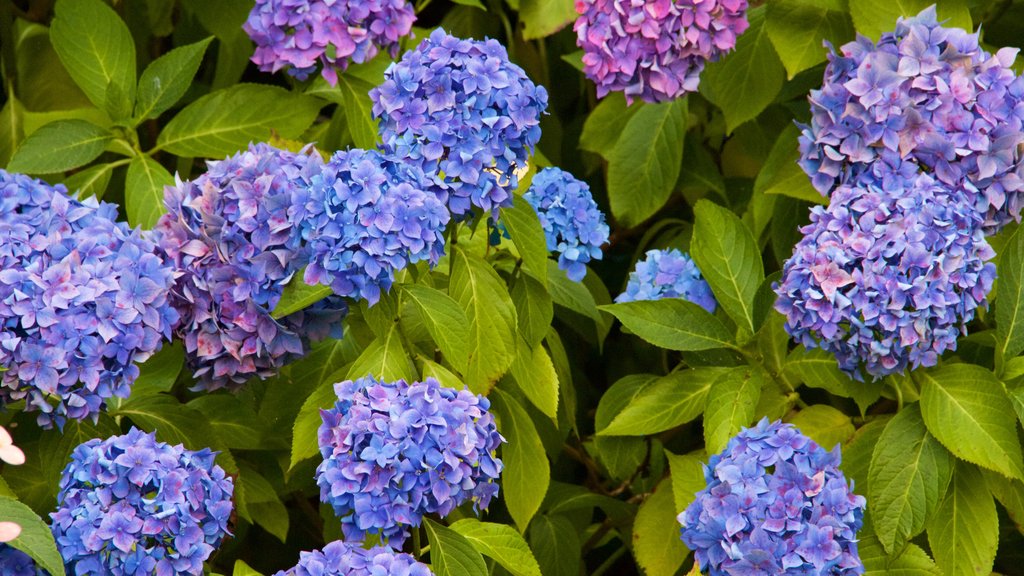 Truro caracterizando flores e um parque