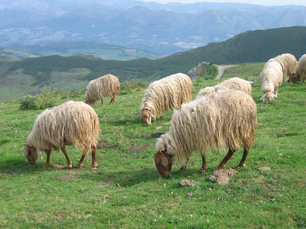 <figcaption>Schafe im kantabrischen Gebirge</figcaption>