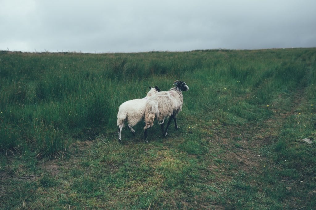 Schafe North Pennines