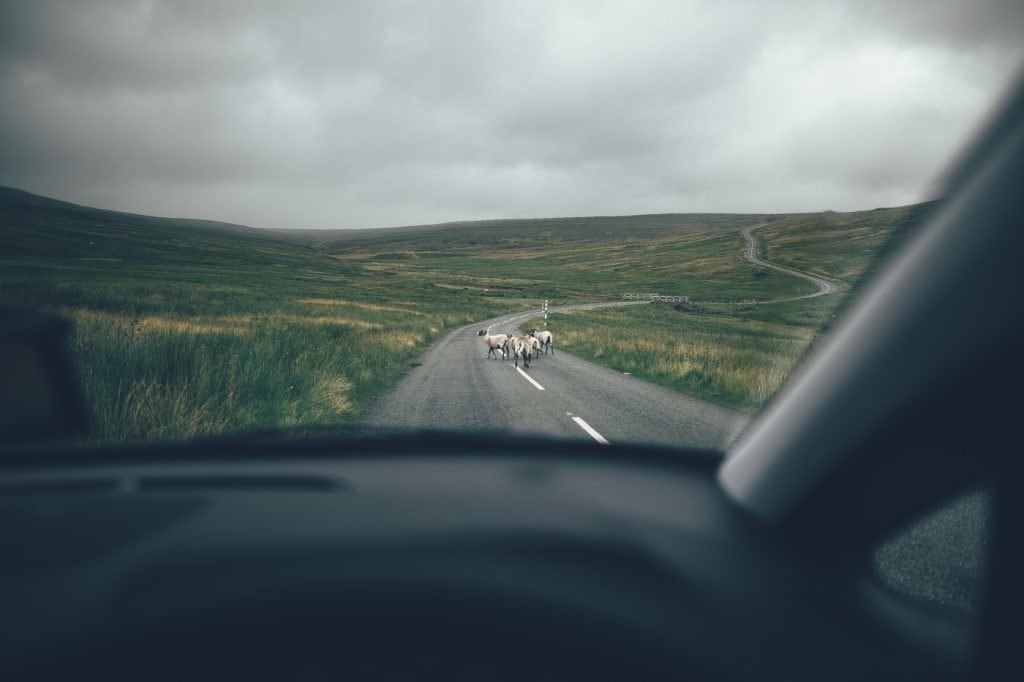 Straße in den North Pennines, Schafe