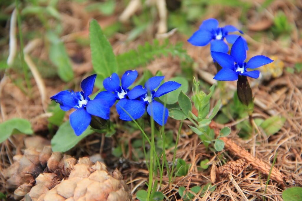 Blaue Blumen