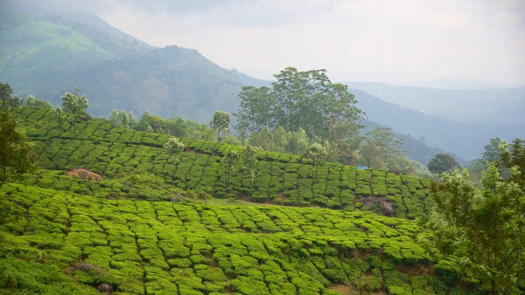 Munnar qui includes panoramas et scènes tranquilles