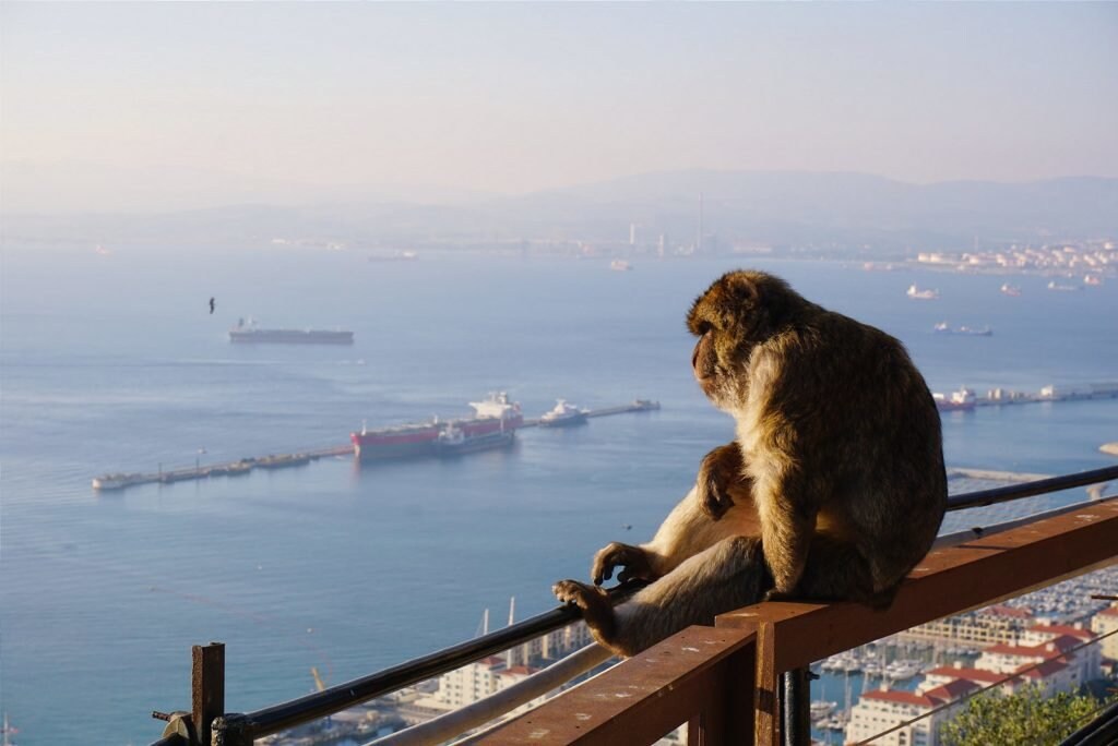 Gibraltar, Meer, Affe