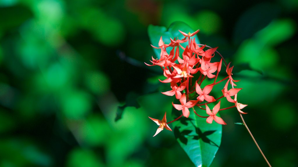 Kumarakom Bird Sanctuary showing flowers