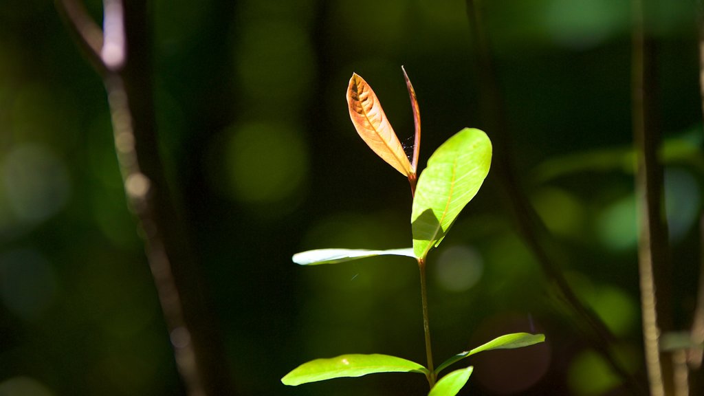 Kumarakom fuglereservat