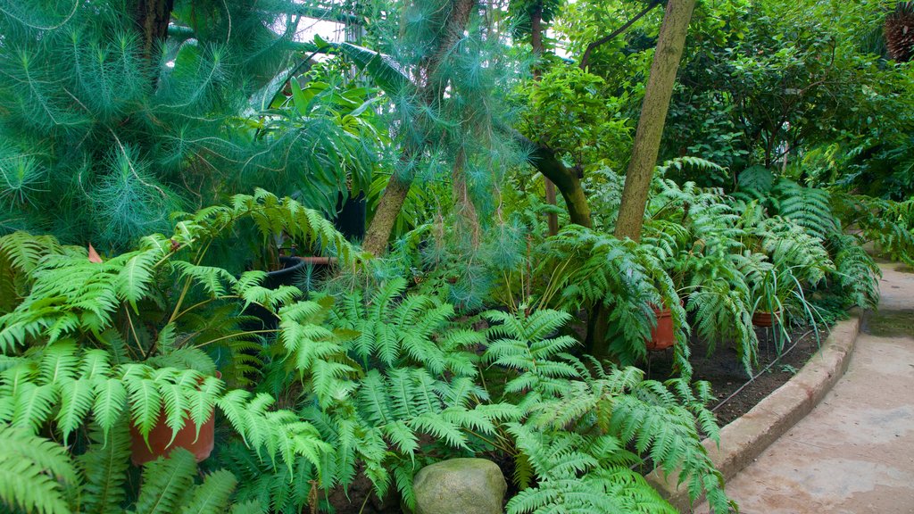 Moscow Botanical Gardens showing a garden