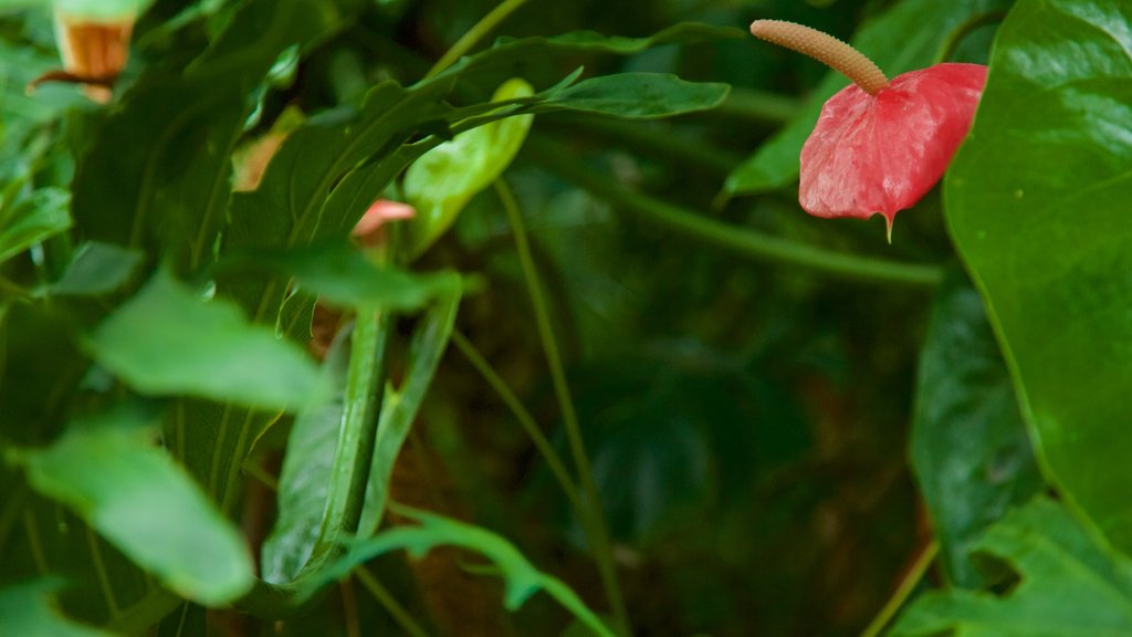 Moscow Botanical Gardens showing flowers