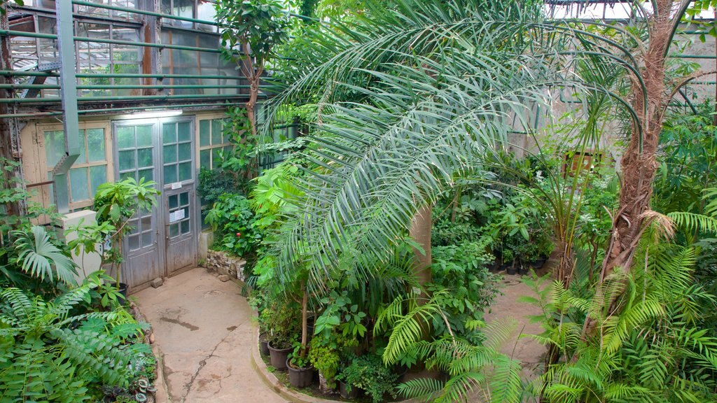 Moscow Botanical Gardens showing a garden