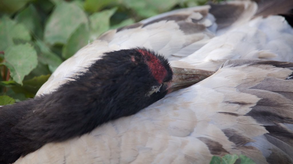 Zoo de Moscou montrant vie des oiseaux