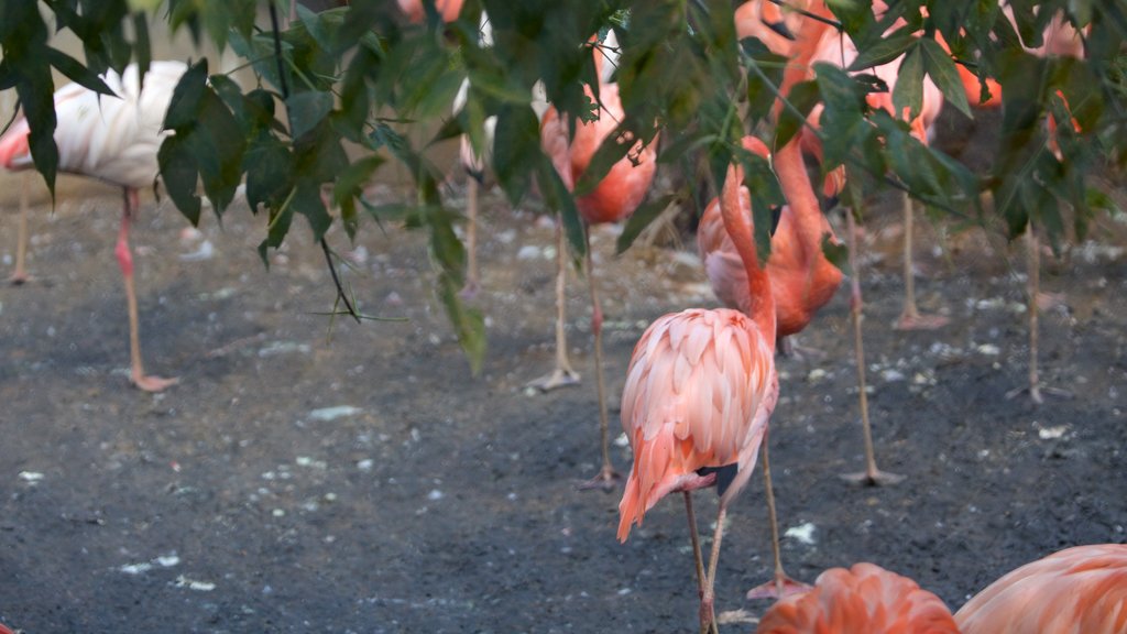 Moscow Zoo which includes zoo animals and bird life