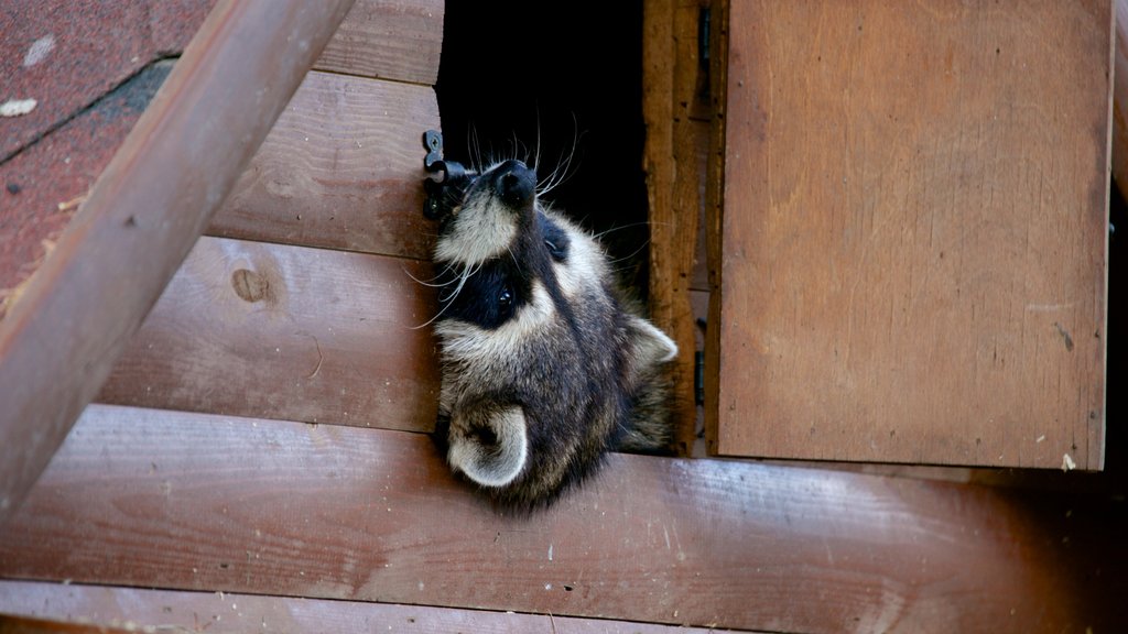 Moscow Zoo showing zoo animals and animals