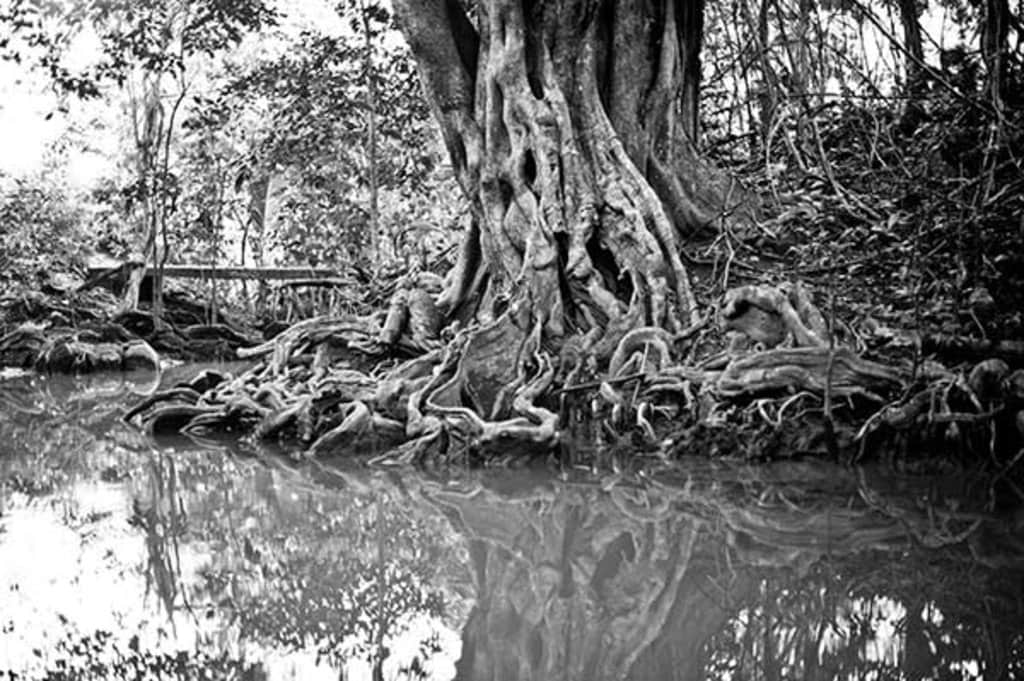 Baum mit gigantischen Wurzeln auf Dominica © Lovis Ostenrik