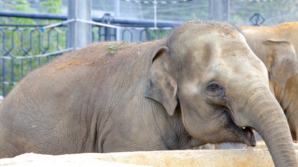 Moskva zoologiske hage fasiliteter samt landdyr og dyrehagedyr