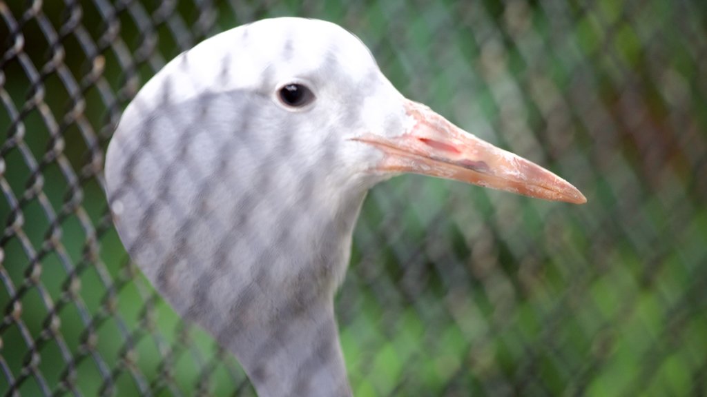 Moskva Zoo og byder på fugleliv og dyr fra zoologisk have