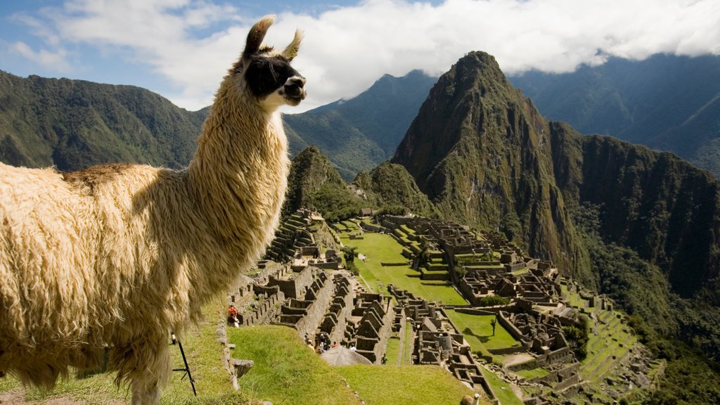 Huayna Picchu which includes heritage elements, mountains and animals