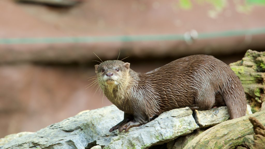 Dierentuin van Zagreb toont dieren en dierentuindieren