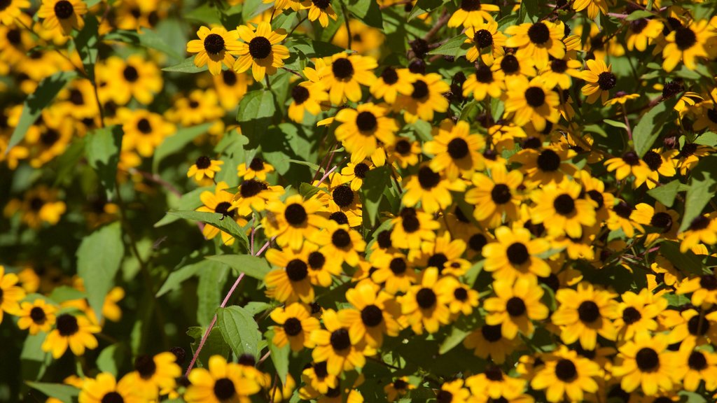 Bucharest Botanical Garden showing flowers