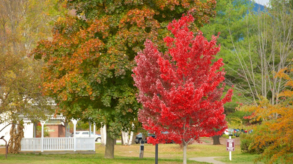 Lincoln featuring autumn leaves