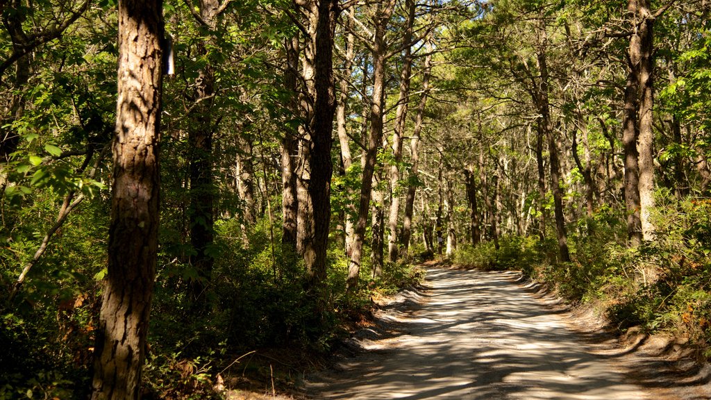 South Beach State Park montrant paysages en forêt