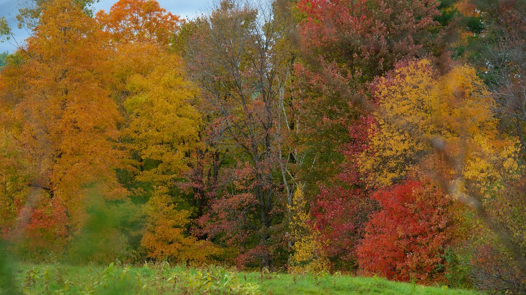 Peterborough which includes autumn colours and forest scenes