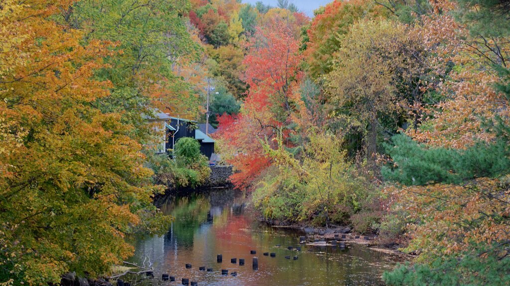 Peterborough showing a river or creek and autumn leaves