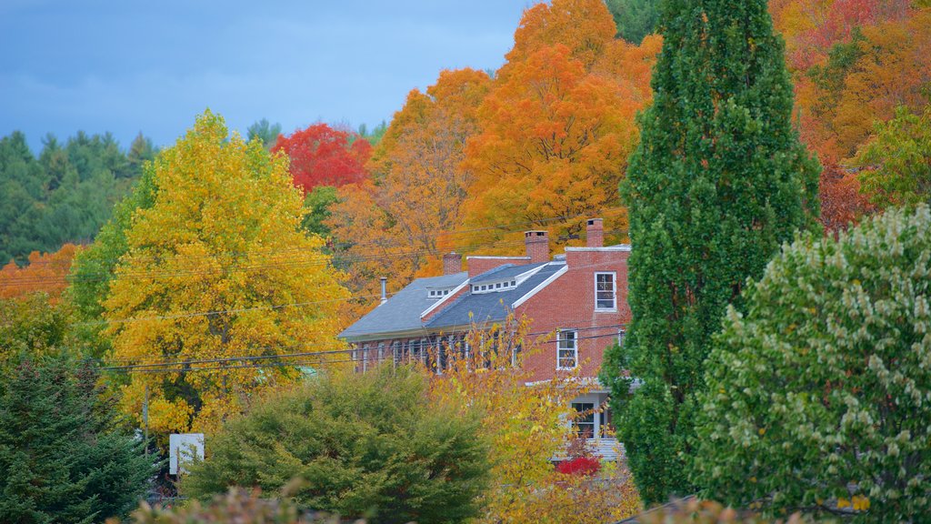 Peterborough which includes autumn leaves