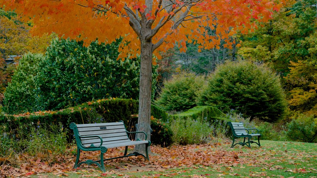 Peterborough showing a garden and fall colors