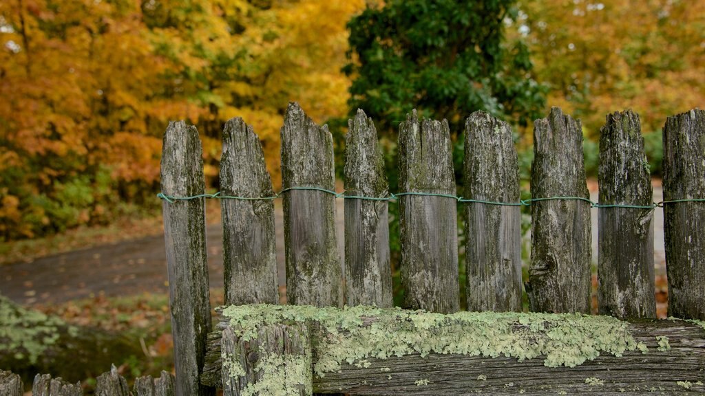 Dublin que incluye hojas de otoño