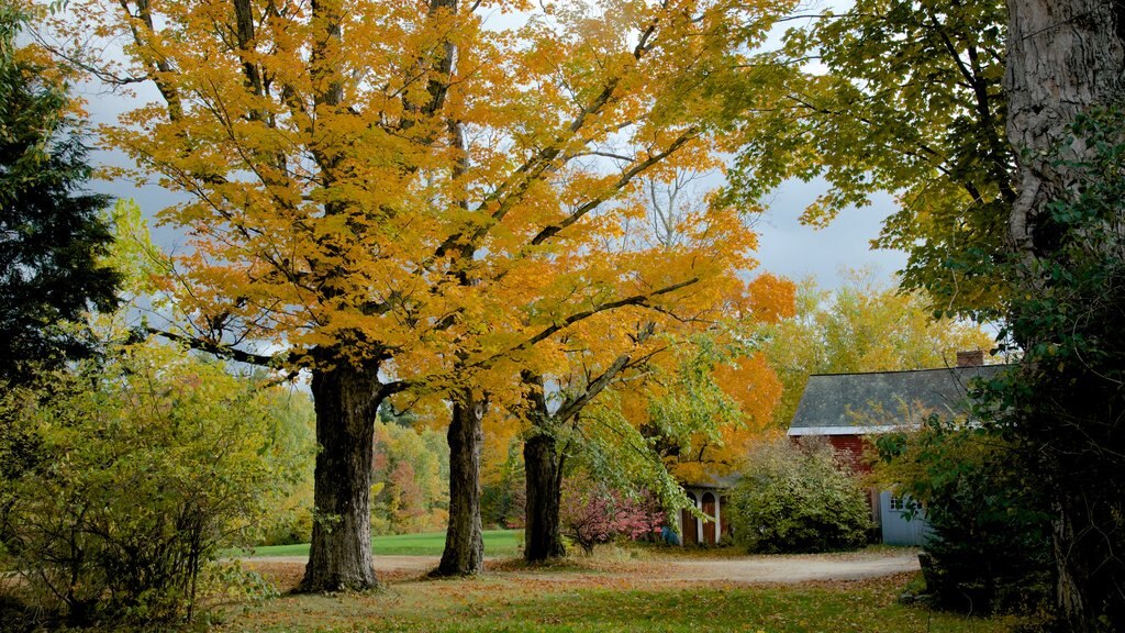 Dublin which includes a house and autumn colours