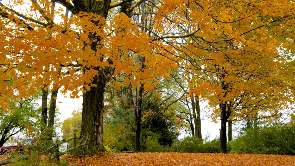 Chesterfield which includes forest scenes and autumn leaves