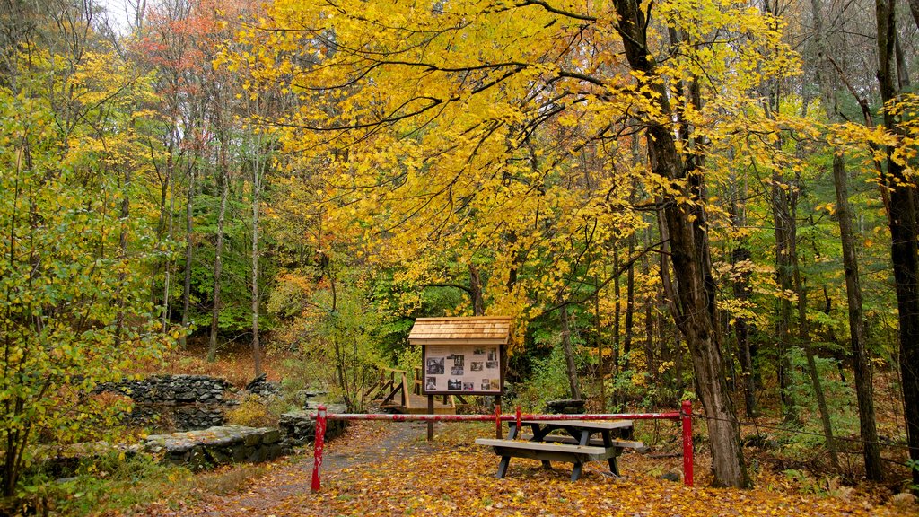 Chesterfield mostrando hojas de otoño, un jardín y bosques