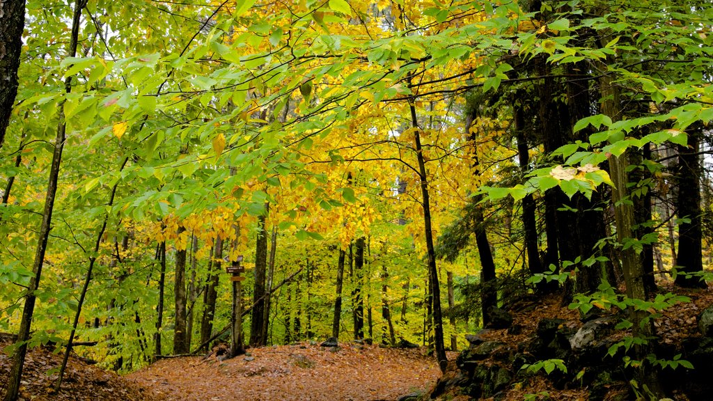 Chesterfield showing forests