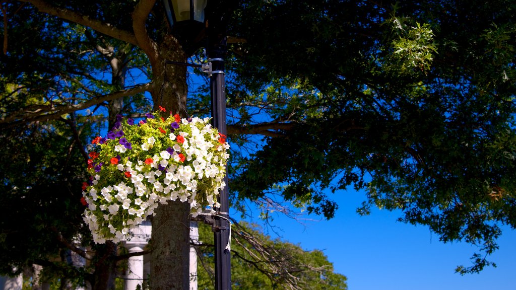 Pilgrim Hall Museum showing flowers