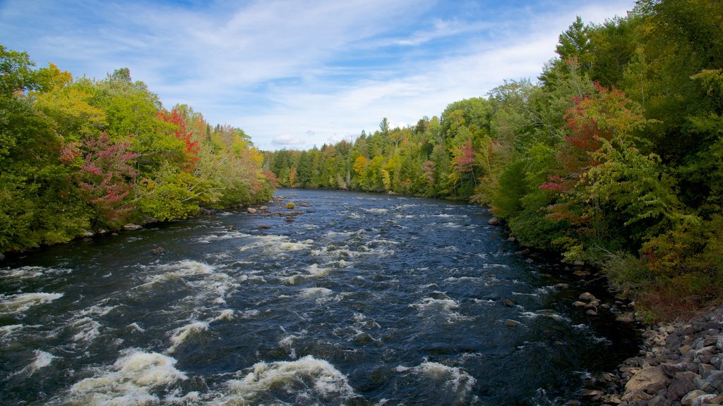 New Hampshire showing forest scenes and a river or creek