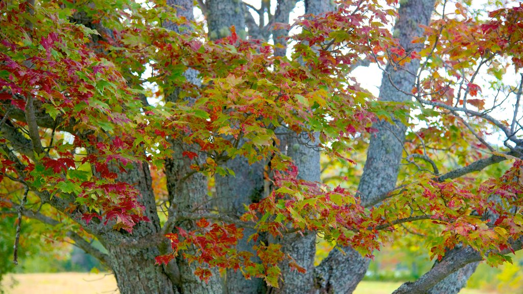 New Hampshire featuring autumn leaves