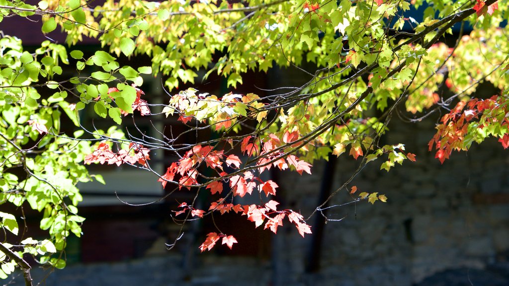 New Hampshire featuring autumn leaves