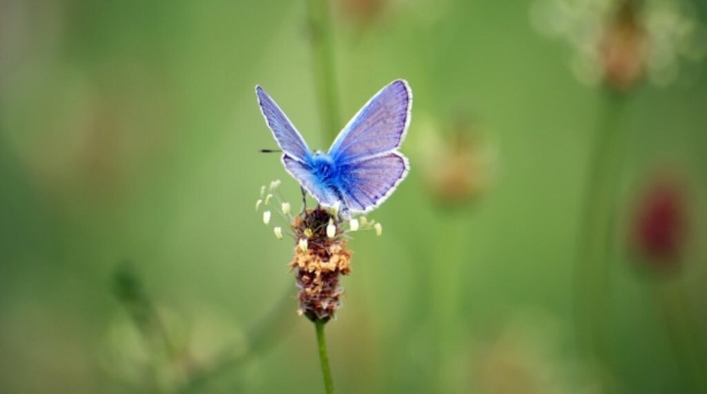 papillon azure(1).jpg