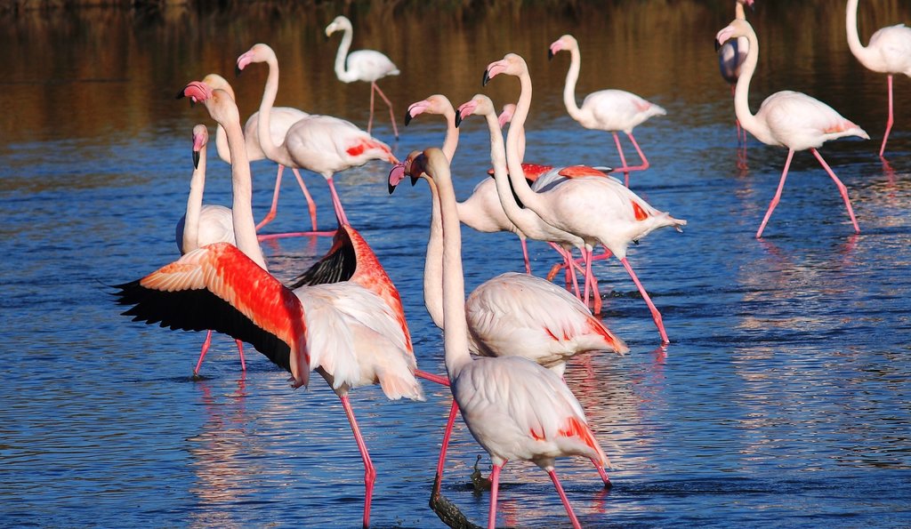 Flamants roses Camargue DP.jpg