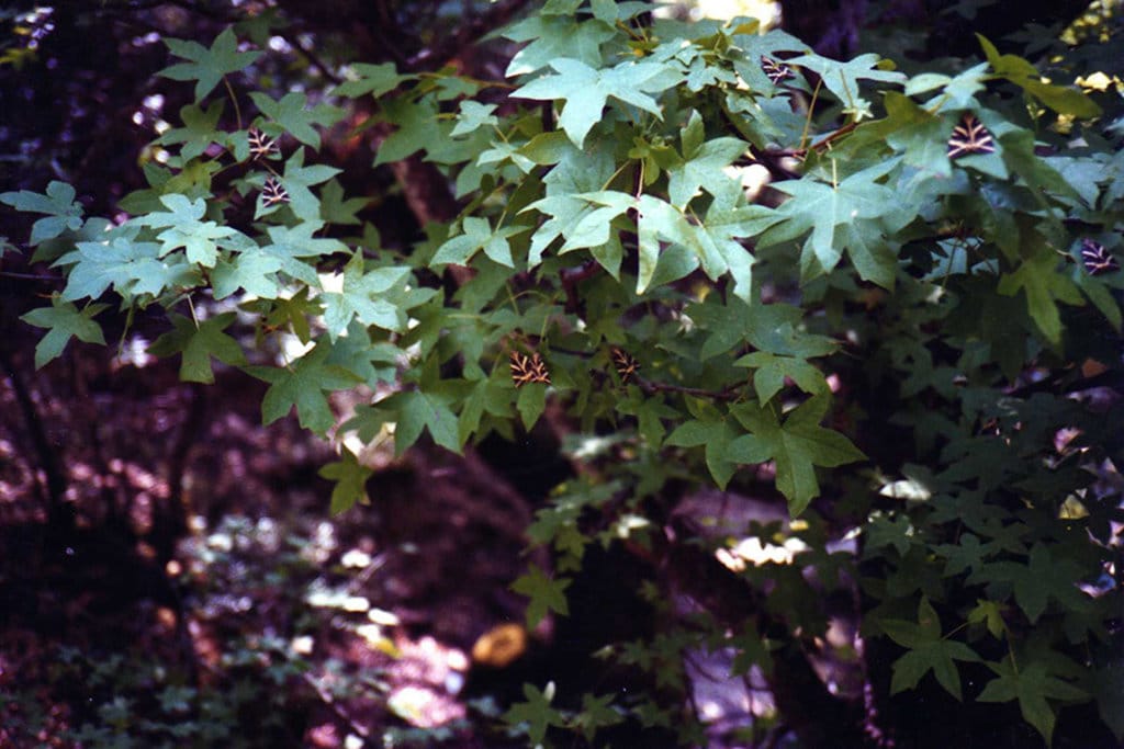 Butterflies-at-Petaloudes.jpg