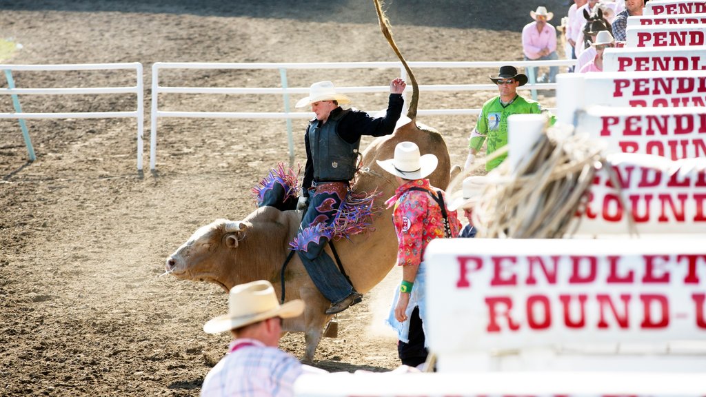 Pendleton que incluye un evento deportivo y animales terrestres y también un pequeño grupo de personas