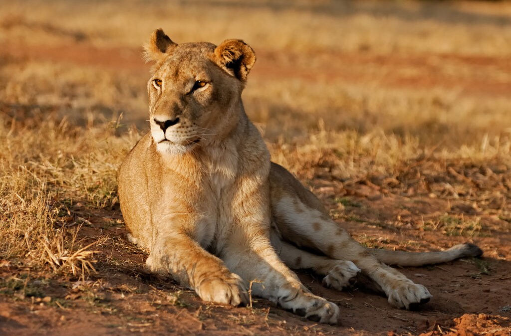 Lionne près de Johannesbourg Shutterstock.jpg