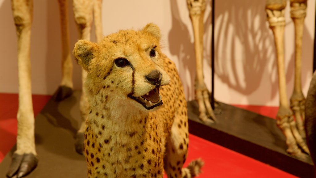 Musée Aquarium de Nancy