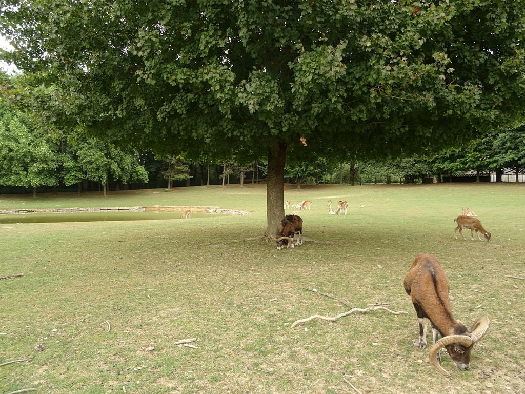 Rennes Parc des Gayeulles Lektz CC BY SA 4.0.JPG