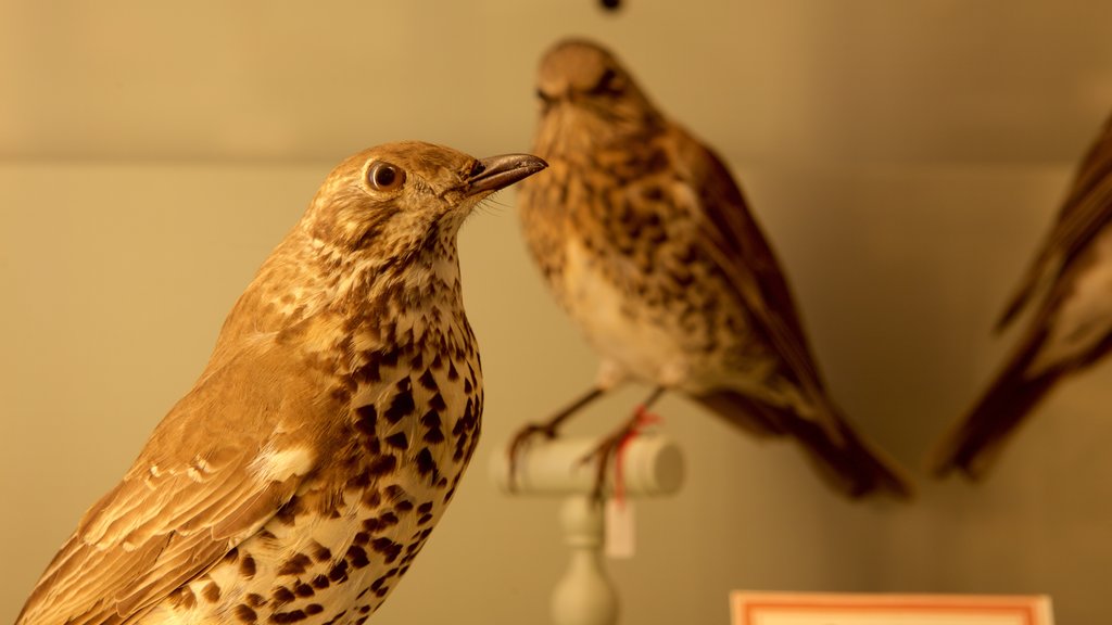 Muséum d’Histoire Naturelle